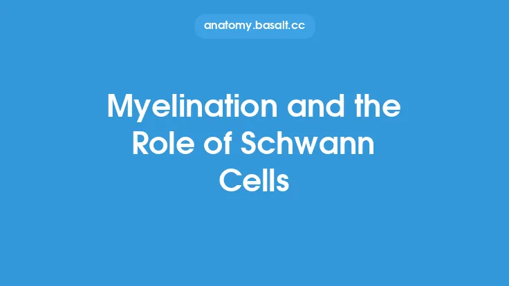 Myelination and the Role of Schwann Cells Thumbnail