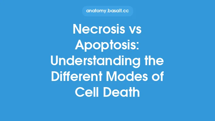 Necrosis vs Apoptosis: Understanding the Different Modes of Cell Death Thumbnail