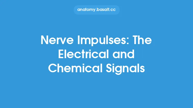 Nerve Impulses: The Electrical and Chemical Signals Thumbnail