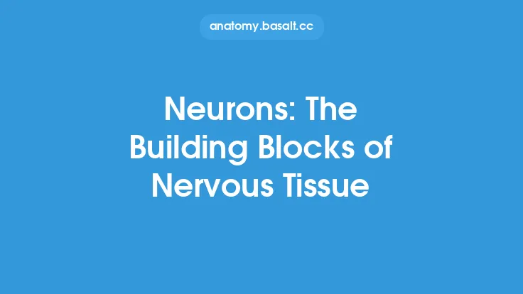 Neurons: The Building Blocks of Nervous Tissue Thumbnail