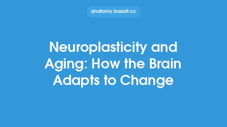 Neuroplasticity and Aging: How the Brain Adapts to Change Thumbnail