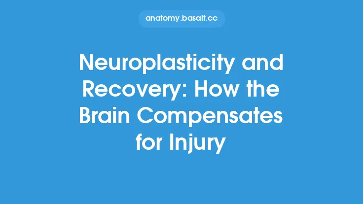 Neuroplasticity and Recovery: How the Brain Compensates for Injury Thumbnail