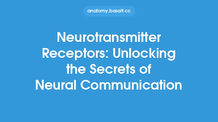 Neurotransmitter Receptors: Unlocking the Secrets of Neural Communication Thumbnail