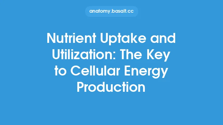 Nutrient Uptake and Utilization: The Key to Cellular Energy Production Thumbnail