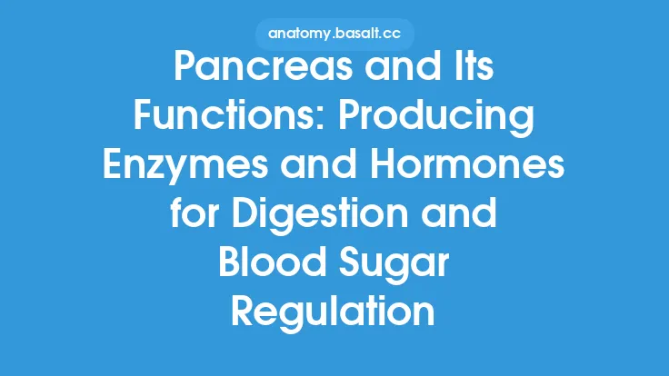 Pancreas and Its Functions: Producing Enzymes and Hormones for Digestion and Blood Sugar Regulation Thumbnail