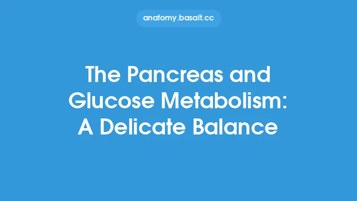 The Pancreas and Glucose Metabolism: A Delicate Balance Thumbnail