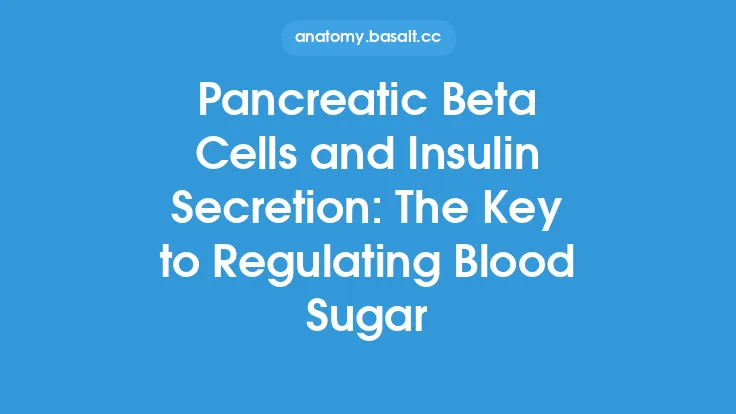 Pancreatic Beta Cells and Insulin Secretion: The Key to Regulating Blood Sugar Thumbnail
