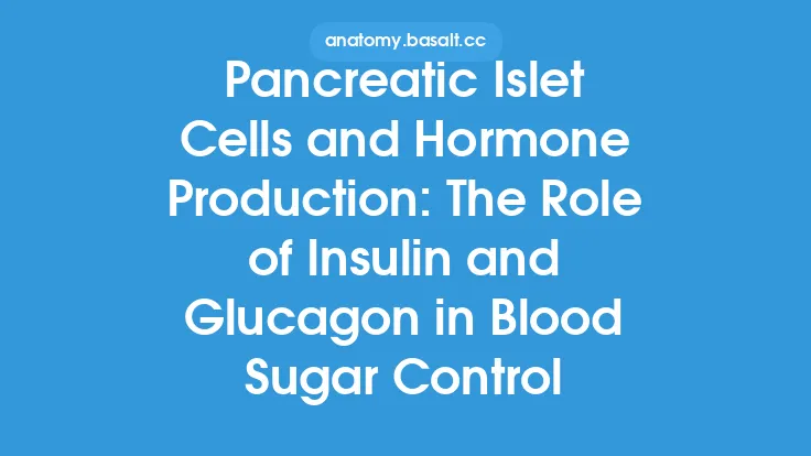 Pancreatic Islet Cells and Hormone Production: The Role of Insulin and Glucagon in Blood Sugar Control Thumbnail