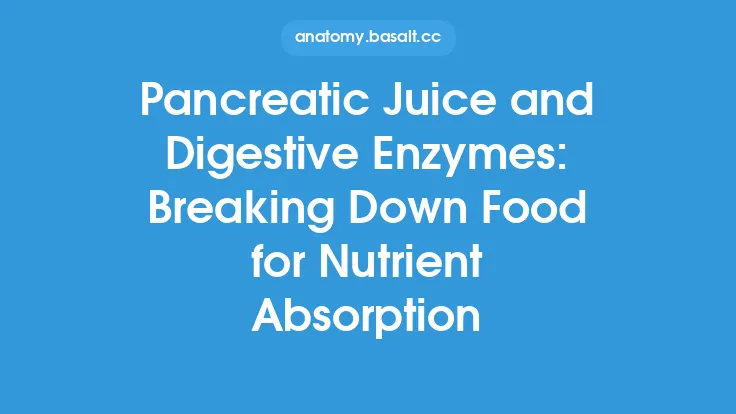 Pancreatic Juice and Digestive Enzymes: Breaking Down Food for Nutrient Absorption Thumbnail