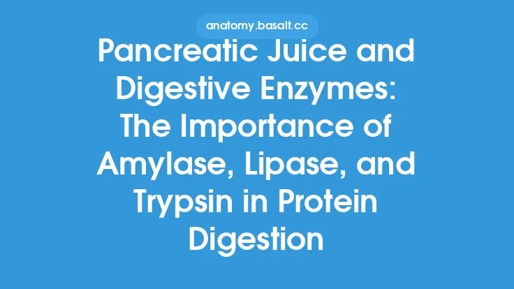 Pancreatic Juice and Digestive Enzymes: The Importance of Amylase, Lipase, and Trypsin in Protein Digestion Thumbnail