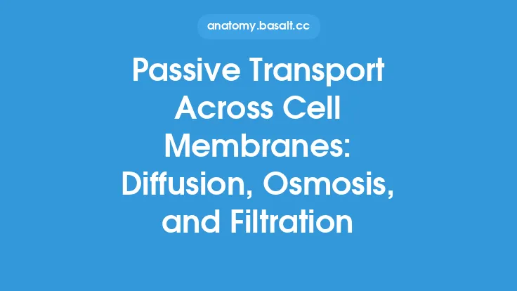 Passive Transport Across Cell Membranes: Diffusion, Osmosis, and Filtration Thumbnail