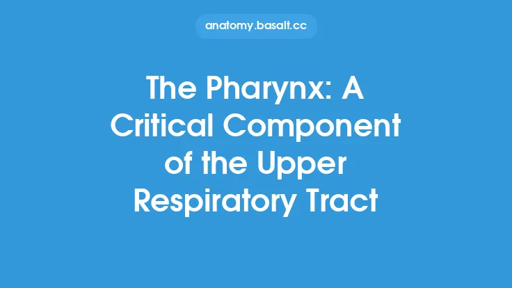 The Pharynx: A Critical Component of the Upper Respiratory Tract Thumbnail