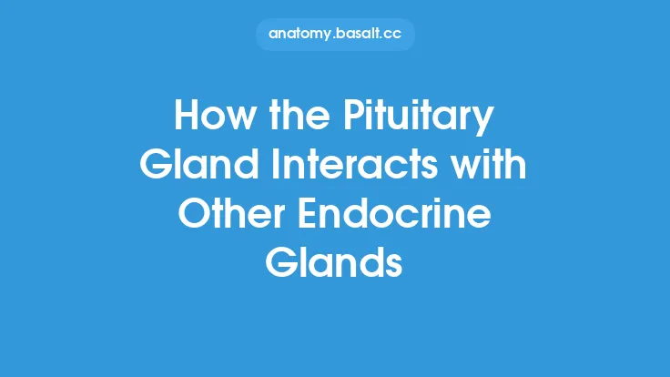 How the Pituitary Gland Interacts with Other Endocrine Glands Thumbnail