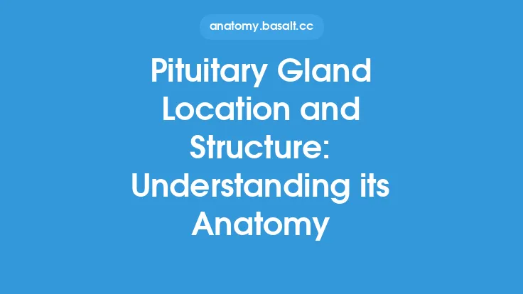 Pituitary Gland Location and Structure: Understanding its Anatomy Thumbnail