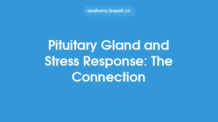 Pituitary Gland and Stress Response: The Connection Thumbnail