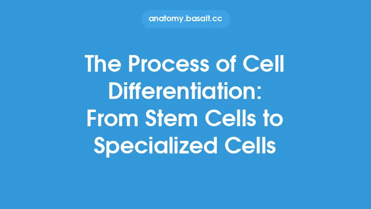 The Process of Cell Differentiation: From Stem Cells to Specialized Cells Thumbnail