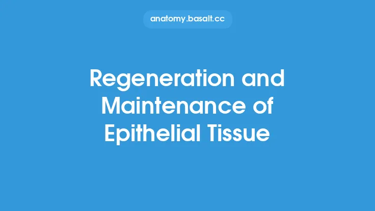 Regeneration and Maintenance of Epithelial Tissue Thumbnail