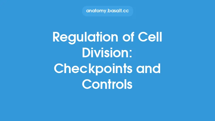 Regulation of Cell Division: Checkpoints and Controls Thumbnail