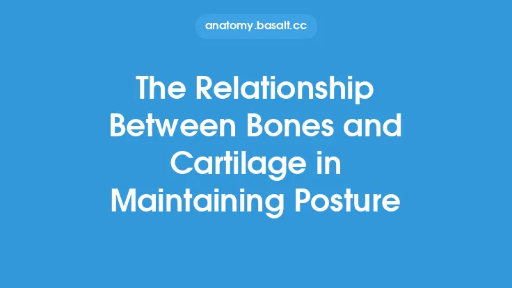 The Relationship Between Bones and Cartilage in Maintaining Posture Thumbnail