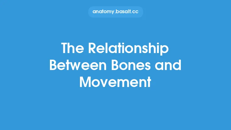 The Relationship Between Bones and Movement Thumbnail