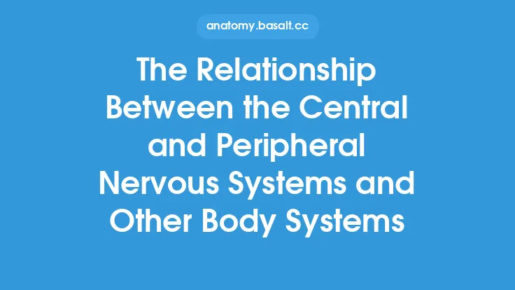 The Relationship Between the Central and Peripheral Nervous Systems and Other Body Systems Thumbnail