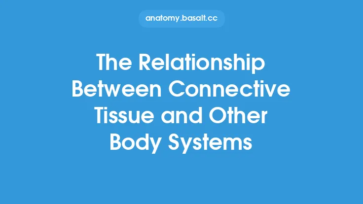 The Relationship Between Connective Tissue and Other Body Systems Thumbnail