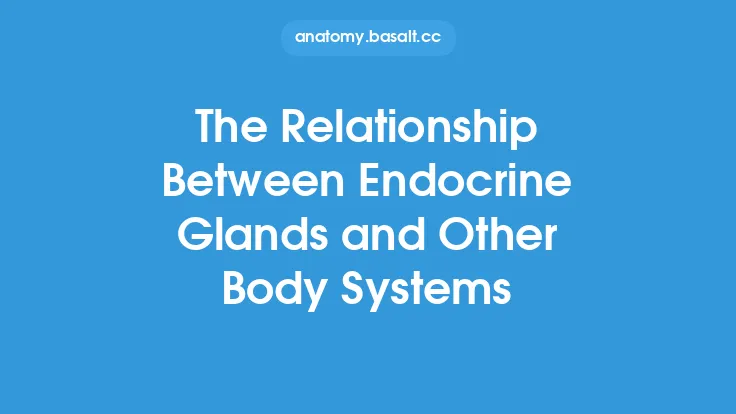 The Relationship Between Endocrine Glands and Other Body Systems Thumbnail