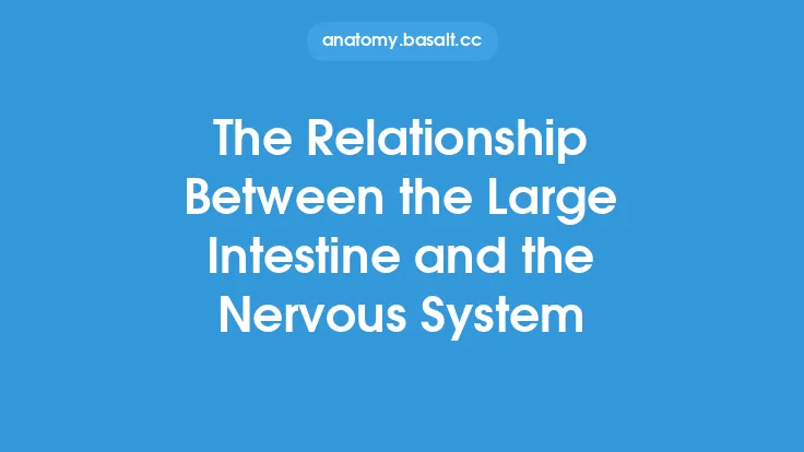 The Relationship Between the Large Intestine and the Nervous System Thumbnail