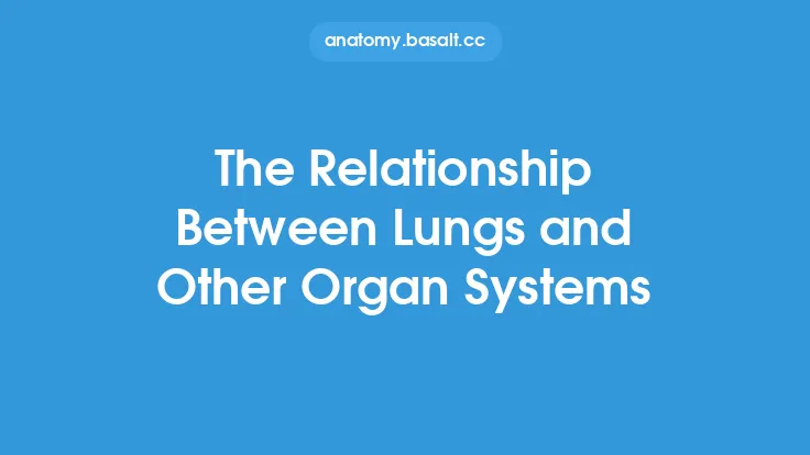 The Relationship Between Lungs and Other Organ Systems Thumbnail