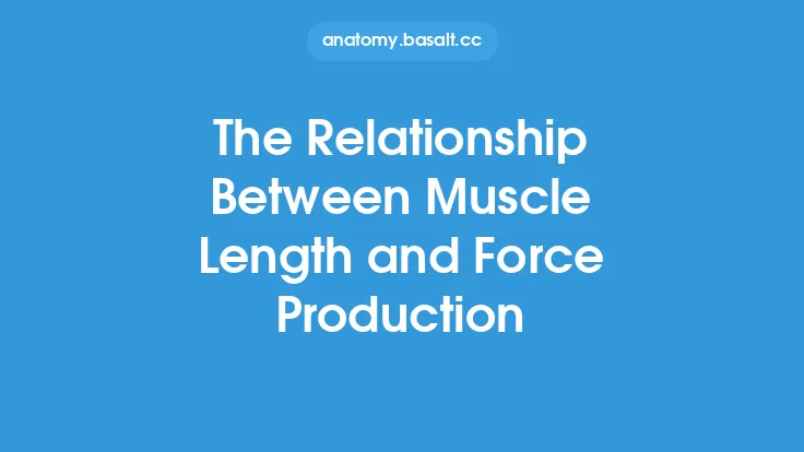 The Relationship Between Muscle Length and Force Production Thumbnail