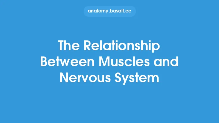 The Relationship Between Muscles and Nervous System Thumbnail