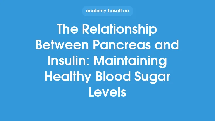 The Relationship Between Pancreas and Insulin: Maintaining Healthy Blood Sugar Levels Thumbnail