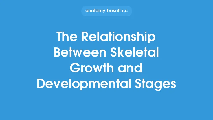 The Relationship Between Skeletal Growth and Developmental Stages Thumbnail