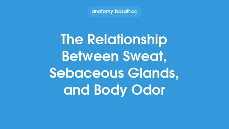 The Relationship Between Sweat, Sebaceous Glands, and Body Odor Thumbnail