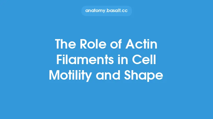 The Role of Actin Filaments in Cell Motility and Shape Thumbnail