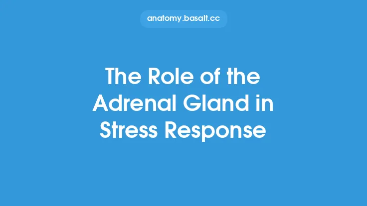 The Role of the Adrenal Gland in Stress Response Thumbnail