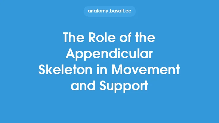 The Role of the Appendicular Skeleton in Movement and Support Thumbnail
