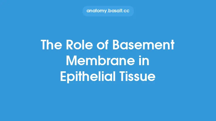 The Role of Basement Membrane in Epithelial Tissue Thumbnail