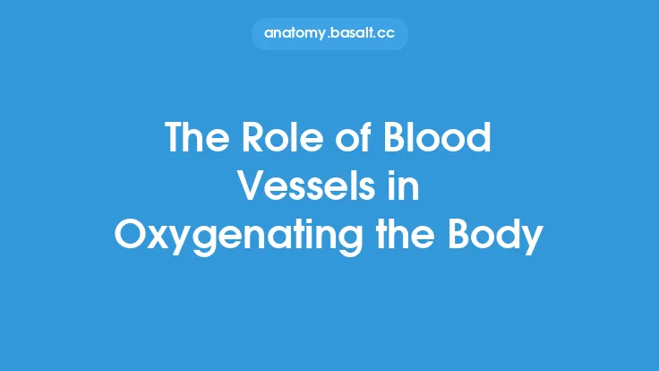 The Role of Blood Vessels in Oxygenating the Body Thumbnail