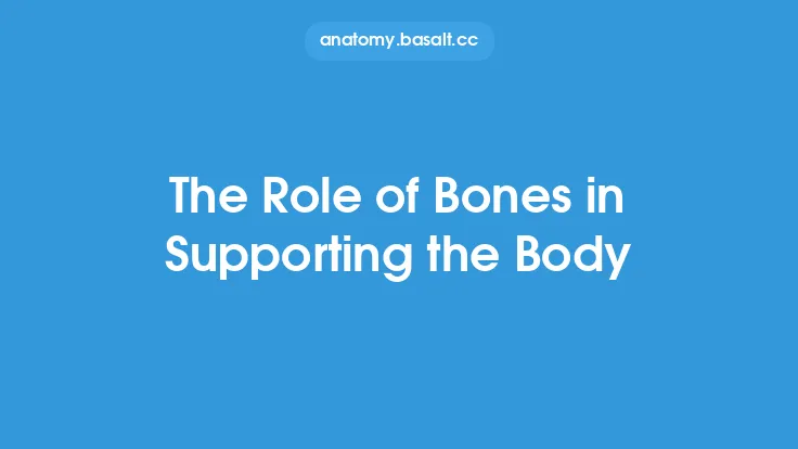 The Role of Bones in Supporting the Body Thumbnail