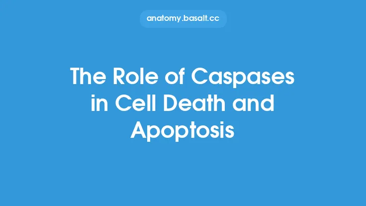The Role of Caspases in Cell Death and Apoptosis Thumbnail