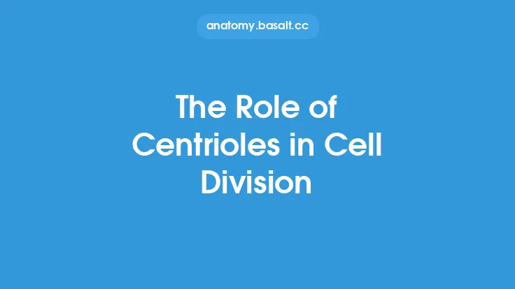 The Role of Centrioles in Cell Division Thumbnail