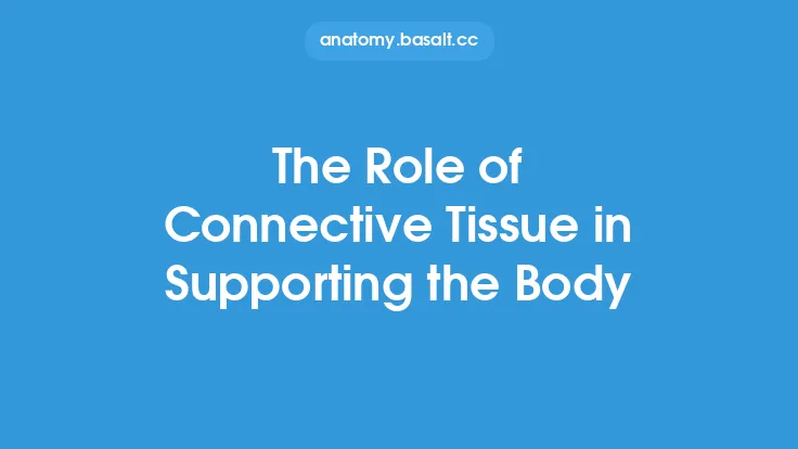 The Role of Connective Tissue in Supporting the Body Thumbnail