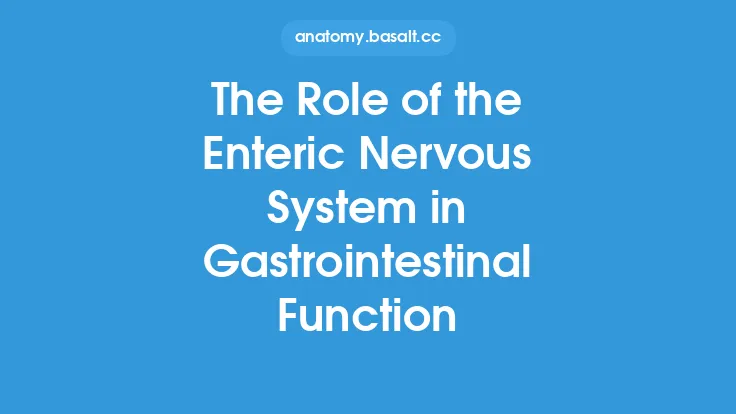 The Role of the Enteric Nervous System in Gastrointestinal Function Thumbnail