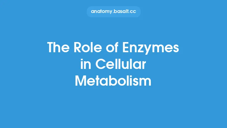 The Role of Enzymes in Cellular Metabolism Thumbnail