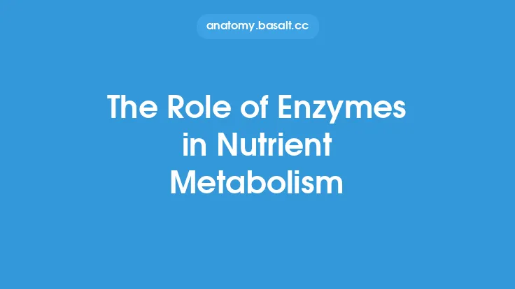 The Role of Enzymes in Nutrient Metabolism Thumbnail