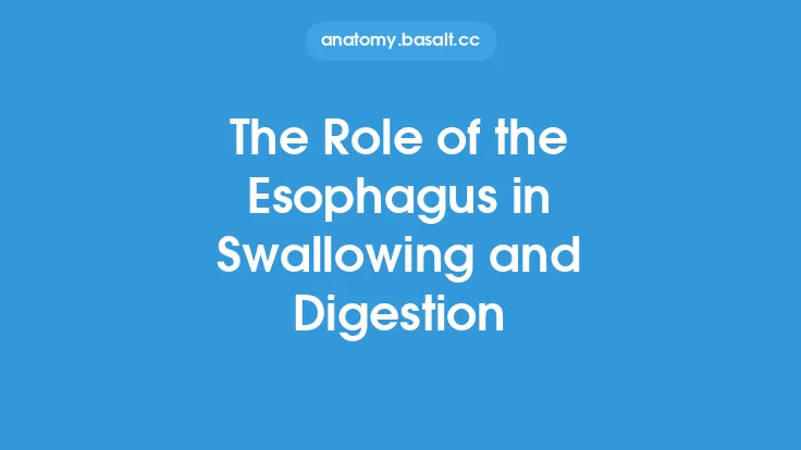 The Role of the Esophagus in Swallowing and Digestion Thumbnail