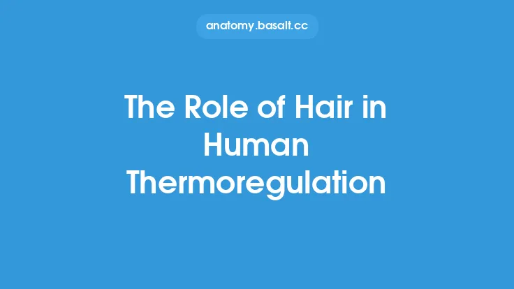 The Role of Hair in Human Thermoregulation Thumbnail
