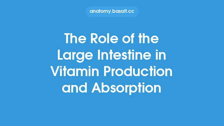 The Role of the Large Intestine in Vitamin Production and Absorption Thumbnail