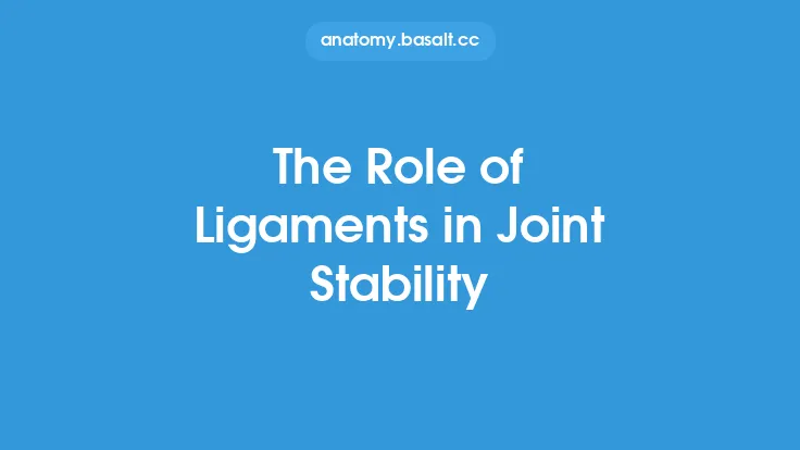 The Role of Ligaments in Joint Stability Thumbnail